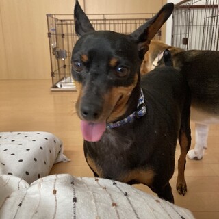 繫殖場よりレスキュー　ミニピン　♀