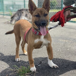  家族として迎えてください。