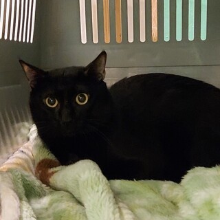 飼い主が決まりました！保健所収容：仮名・ナイト♂