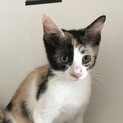 元気な三毛猫、ノニちゃん
