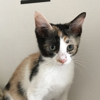 元気な三毛猫、ノニちゃん