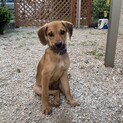センターより保護　ハウンド系子犬　♂