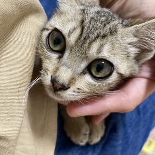 おとなしくて飼いやすいキジトラ女の子♪