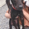 センターより保護　ハウンド系　子犬　推定10か月