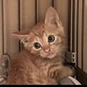 可愛い茶トラの男の子♪