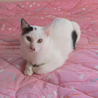 血液検査(陰性)去勢済みオス子猫