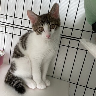 イケニャン楓くん