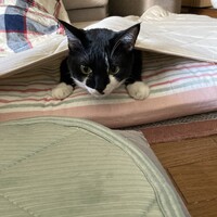 つむぎ