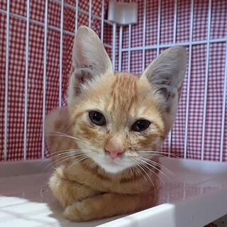 ガリガリだった茶トラの子猫☆超甘えん坊
