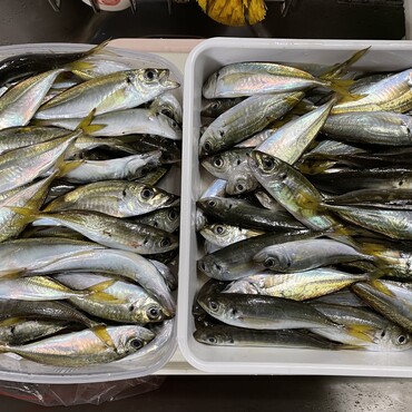 みんな元気よ〜、私達が忙しくて(^^;)