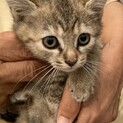 トライアル中　サビトラ、カギしっぽの可愛い女の子♪
