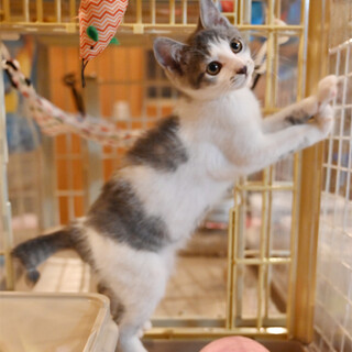 ブルータビー＆ホワイト男の子、ビビりくんをよろしく