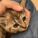 サビトラ、濃い目の可愛らしい女の子♪