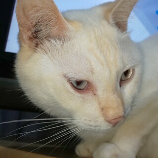 撫で撫でが大好きな静かなピンちゃん