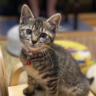 キジトラ柄☆こなつちゃん【7/25譲渡会参加】