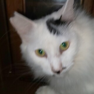 結構ビビリだけど撫でるとデレデレです!(長毛)