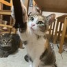 ミル