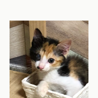 ファーちゃん、すっかり甘えたさんになりました！