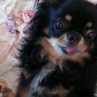 14さいのチワワ君