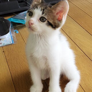 人馴れバッチリ 可愛い 子猫