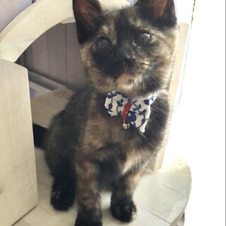  元気いっぱい甘えん坊のサビ猫みくちゃん