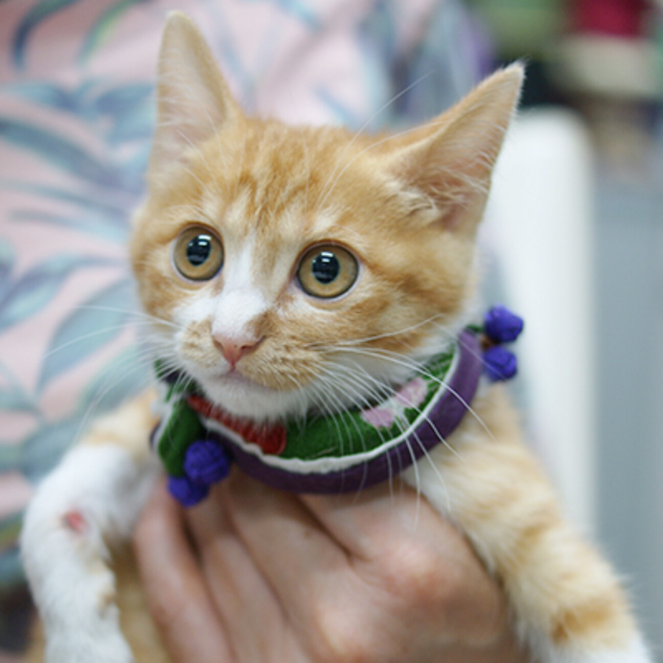クララちゃんが立つまで！」神奈川県 - 猫の里親募集(374010 