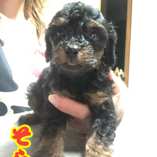 MIX犬の仔犬