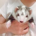 フェレット