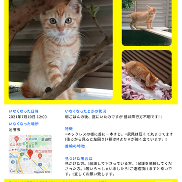 茶トラの子猫 ３ヶ月