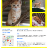 茶トラの子猫 ３ヶ月