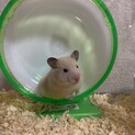 キンクマハムスターメス
