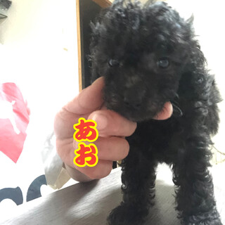 MIXの仔犬の里親様募集です。