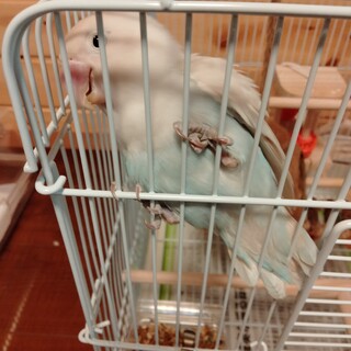 甘えん坊のボタンインコ 女の子です。