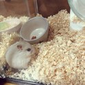 パールホワイトハムスター1ヶ月