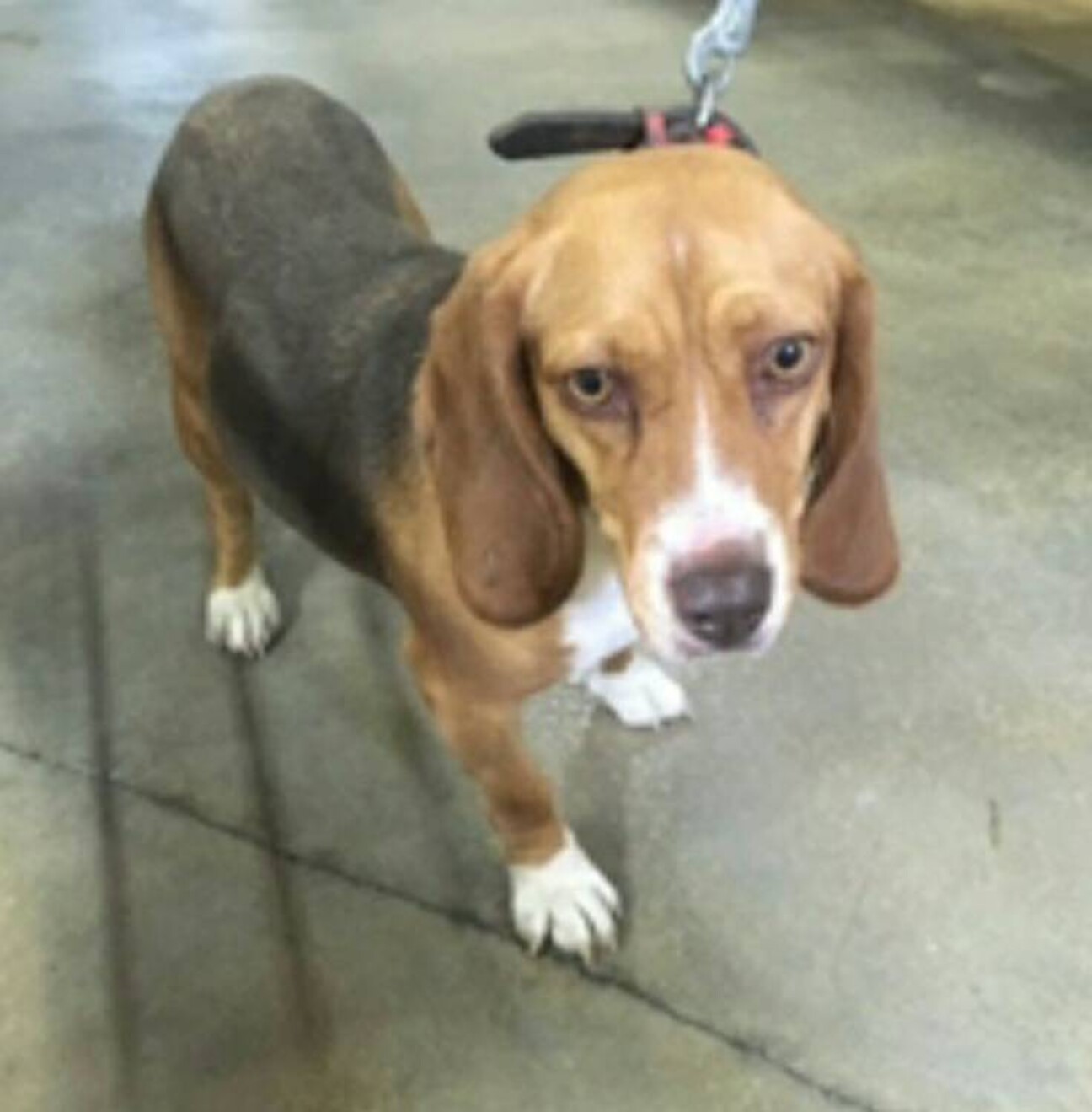 ビーグルの女の子です 寂 長崎県 犬の里親募集 ペットのおうち 月間利用者150万人