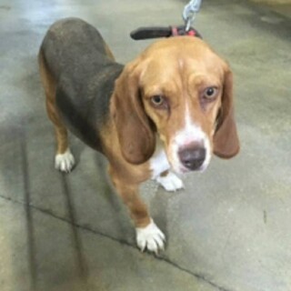 ビーグルの女の子です！寂しがっています！