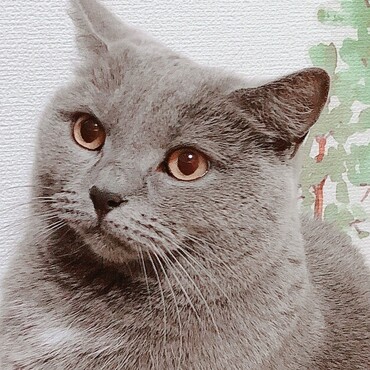 の写真