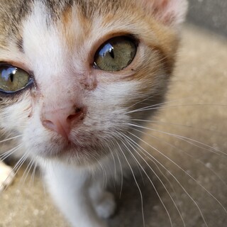 6匹兄弟です。（黒猫5匹、三毛1匹）