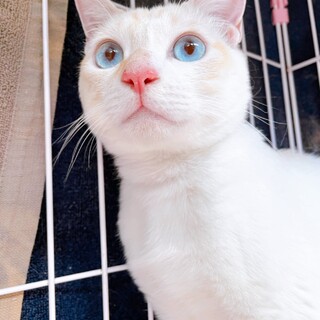 家族が出来ました!!白茶♂みかん♡慣れたら甘えん坊