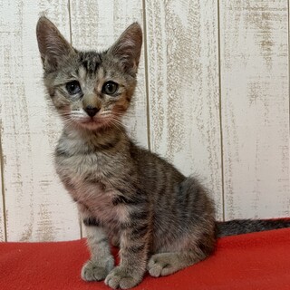 推定2021.5月生 キジ♂スコーンくん♡甘えん坊