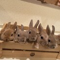 とてもかわいいうさぎさんです。