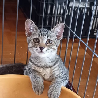 キジトラのメス猫の里親募集