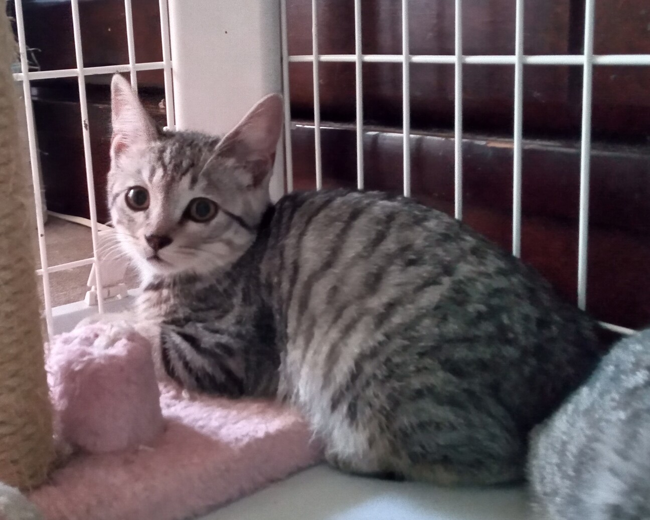 珍しいサバトラ☆チャイくん　2カ月半 サムネイル2