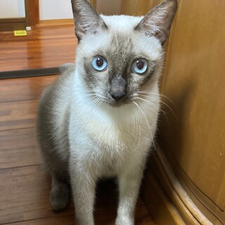 シャム系オス猫の里親募集