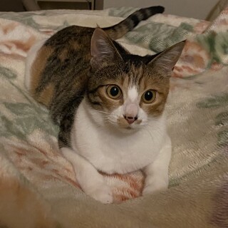 ひとりぼっちで残っているしま三毛ミーちゃん