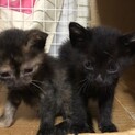 可愛い黒猫ちゃん達5匹(黒4.匹　サビ1匹)