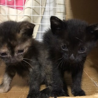 可愛い黒猫ちゃん達5匹(黒4.匹　サビ1匹)