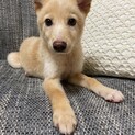サラの家族を探してます。