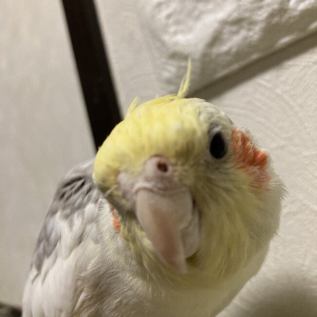 U.Mieのカバー写真