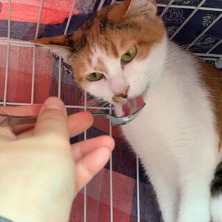 白三毛の美人さん「ケリー」